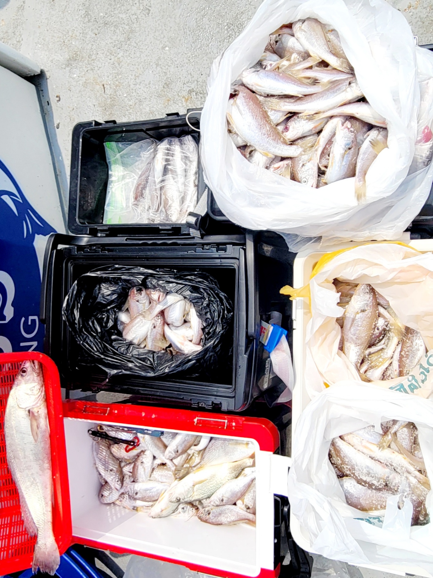 백조기낚시 중 민어,수조기,부세조기,제수고기등 다양하게 플러스호 플러스 조황